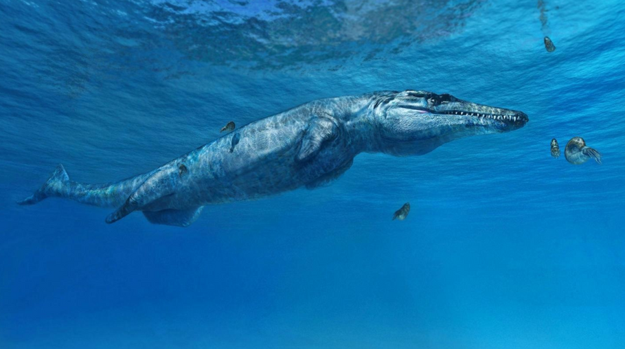 Crocodile Fossil's Dolphin Tail?